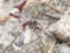 Anthophora urbana