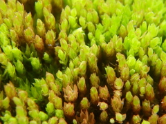 Ptychostomum pseudotriquetrum