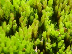 Ptychostomum pseudotriquetrum