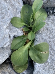 Centranthus ruber