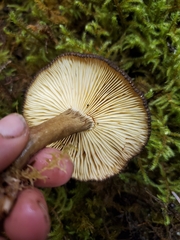 Lactarius fallax