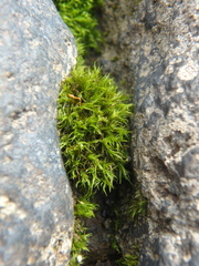 Didymodon