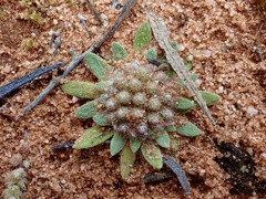 Chthonocephalus pseudevax