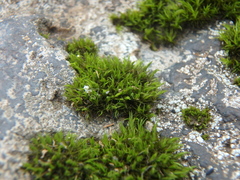Didymodon
