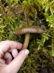 Lactarius fallax