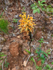 Platanthera ciliaris
