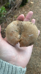 Lactifluus clarkeae