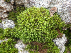 Didymodon