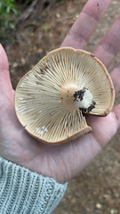 Lactifluus clarkeae