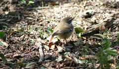 Sericornis frontalis frontalis