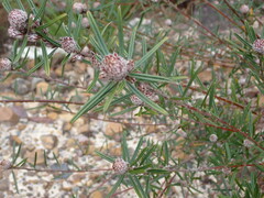 Pultenaea rosmarinifolia