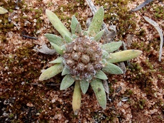 Chthonocephalus pseudevax