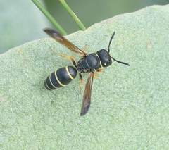 Gymnomerus laevipes
