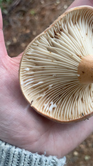 Lactifluus clarkeae