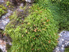 Racomitrium heterostichum