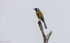 Nesoptilotis leucotis