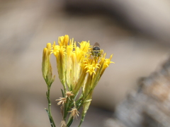 Steniolia californiensis