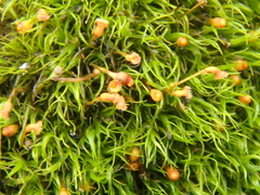 Racomitrium heterostichum