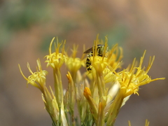 Steniolia californiensis