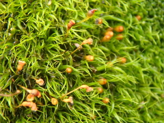 Racomitrium heterostichum