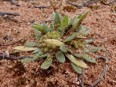 Chthonocephalus pseudevax