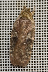 Agonopterix purpurea