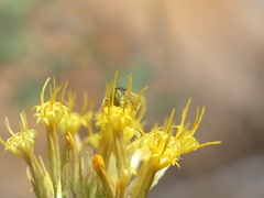 Steniolia californiensis