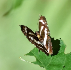 Neptis clinia