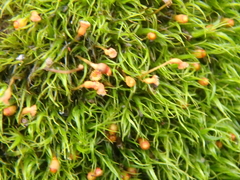 Racomitrium heterostichum