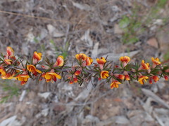 Pultenaea cinerascens