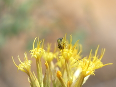 Steniolia californiensis