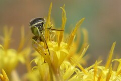 Steniolia californiensis