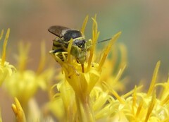 Steniolia californiensis
