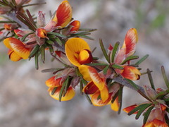 Pultenaea cinerascens