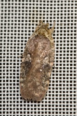 Agonopterix purpurea
