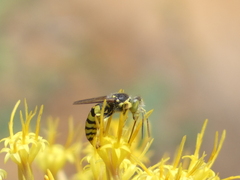 Steniolia californiensis