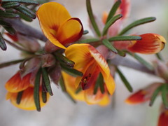Pultenaea cinerascens