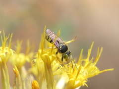 Steniolia californiensis