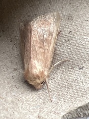 Mythimna albipuncta