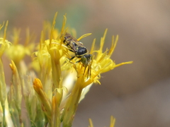 Steniolia californiensis