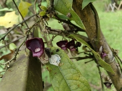 Aristolochia howii