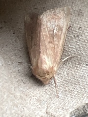 Mythimna albipuncta
