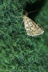Chiasmia clathrata