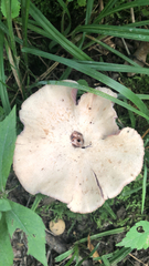 Laccaria ochropurpurea