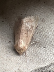 Mythimna albipuncta