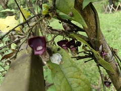 Aristolochia howii