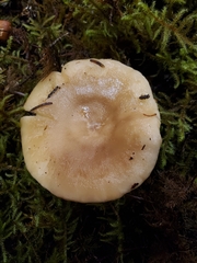 Lactarius