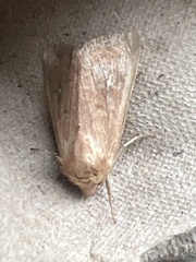 Mythimna albipuncta