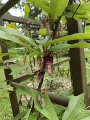 Aristolochia howii