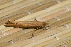 Ypsolopha ustella